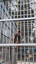 Low angle view of metal in cage at zoo