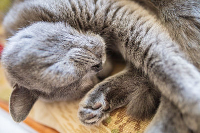 Close-up of cat sleeping