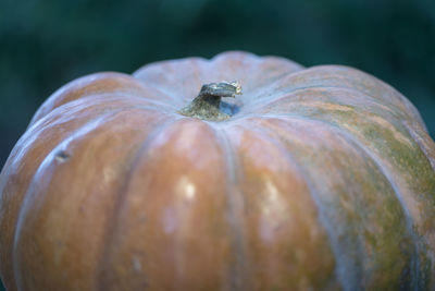 Close-up of crab on leaf