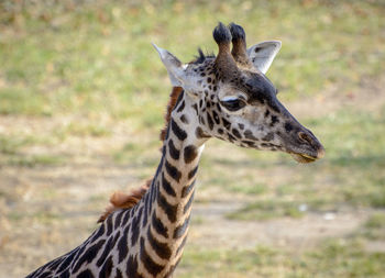 Close-up portrait of giraffe