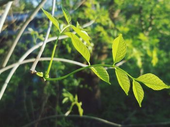 Close-up of fresh green leaves