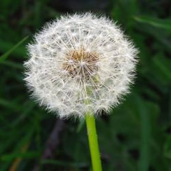 Close-up of dandelion flower