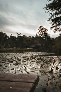 Ducks floating on lake against sky