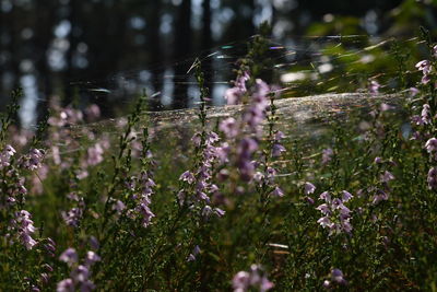 Close-up of purple flowering plants on field