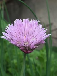 Close-up of purple flower blooming outdoors