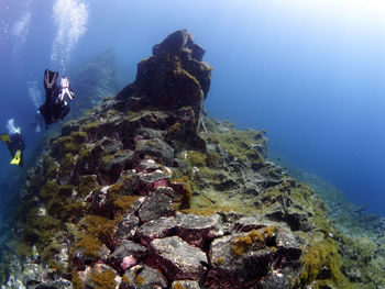 View of turtle swimming in sea