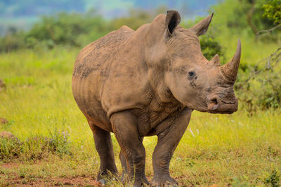 Rhinoceros standing on land