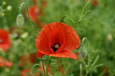 Close-up of red poppy flower