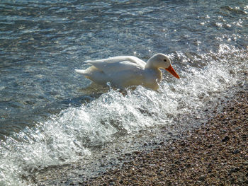 High angle view of swan swimming in lake