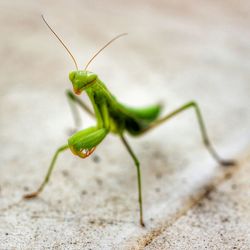 Close-up of praying mantis