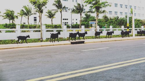 View of horse cart