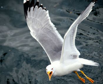 Bird flying over water