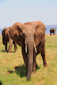 African elephants walking on grassy field against clear sky