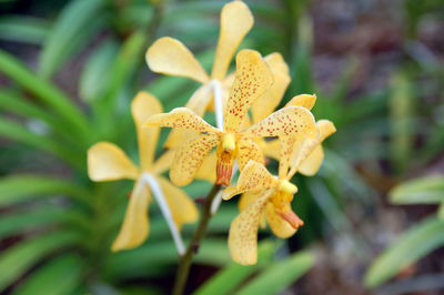 Close-up of yellow flowering plant