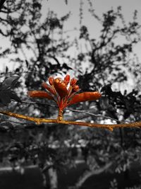 Close-up of red leaves