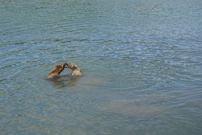 High angle view of dog swimming in sea