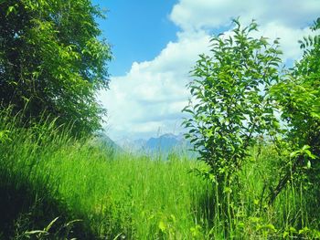 Trees on field against cloudy sky