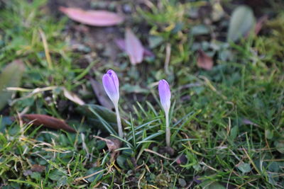 Close-up of purple crocus blooming on field