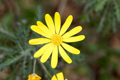 Close-up of yellow flowering plant