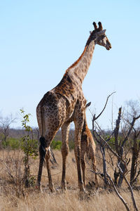 Giraffe standing on field against sky