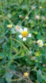 Close-up of white daisy flowers blooming in field