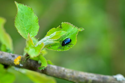 Blue alder leaf beetle, agelastica alni, on a green leaf in nature with copy space