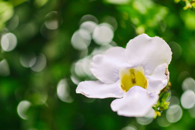 Close-up of white flower blooming on tree