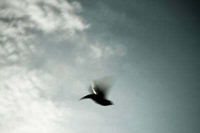 Low angle view of seagull flying against sky