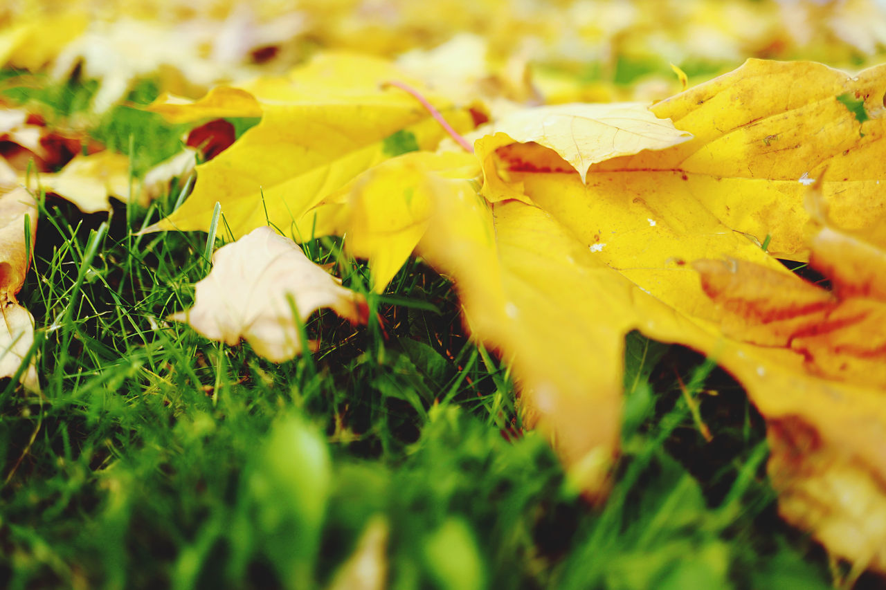 CLOSE-UP OF YELLOW MAPLE LEAVES ON PLANT