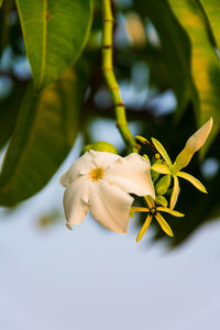 Close-up of white flowering plant