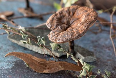 Close-up of dried leaves on plant