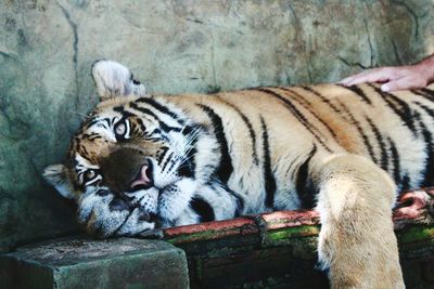 Close-up of tiger lying on retaining wall at zoo