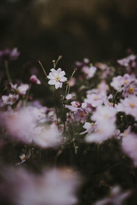 Close-up of pink flowering plant on field