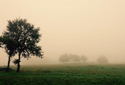 Trees on field against sky