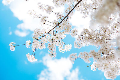 Low angle view of cherry blossoms against sky