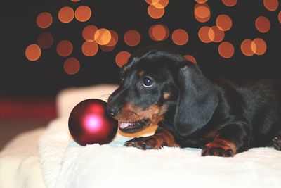 Close-up of dog relaxing at home