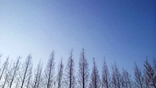 Low angle view of trees against clear sky