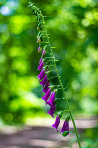 Close-up of purple flowering plant