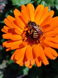 Close-up of insect on orange flower