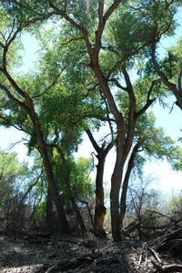 Low angle view of trees in forest