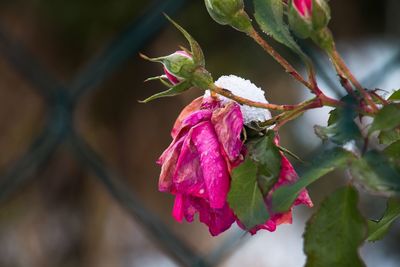 Close-up of pink flowers