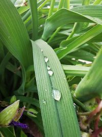 Close-up of raindrops on grass