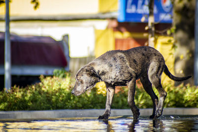Black dog drinking water