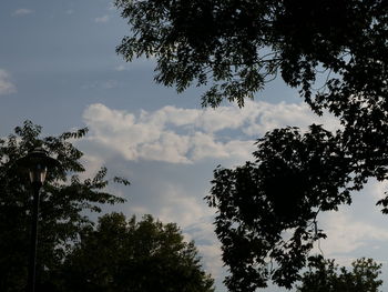 Low angle view of trees against sky