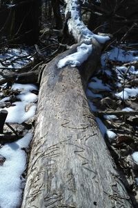 Close-up of tree in forest during winter