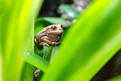 Close-up of frog on plant