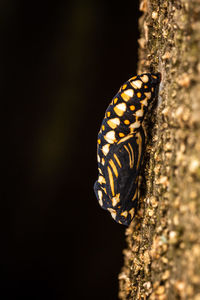 Close-up of butterfly on leaf