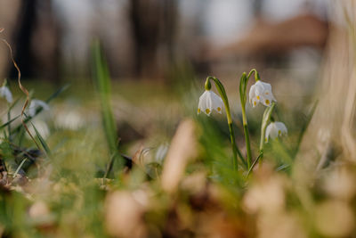 Close-up of white crocus flowers on field