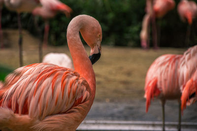 View of birds in water, flamingos