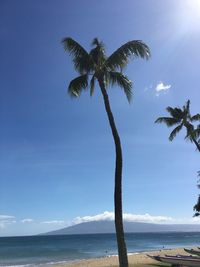 Palm tree on beach against blue sky